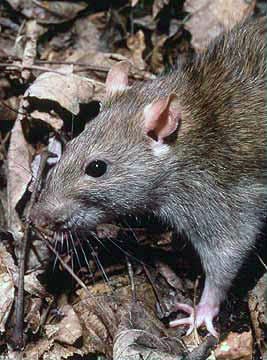 Rat Burrow and Trail Inspection