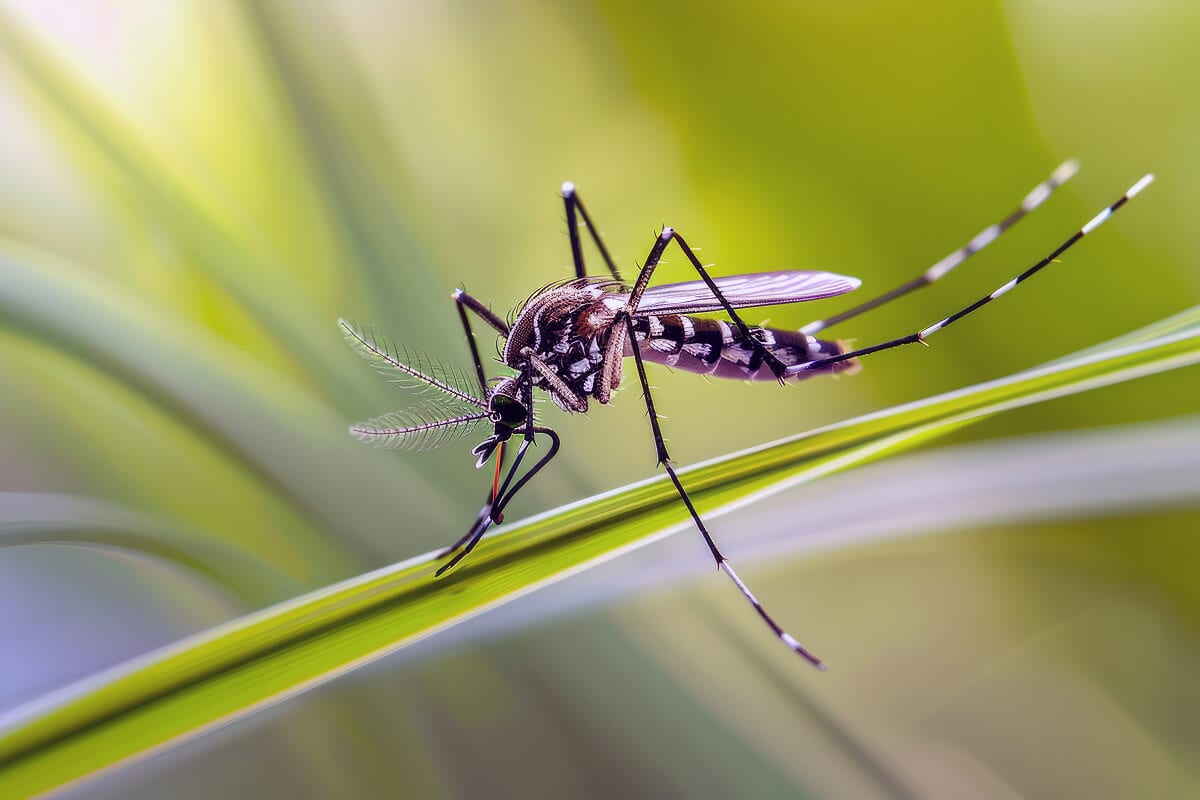 Professional Earwig Barrier Treatment
