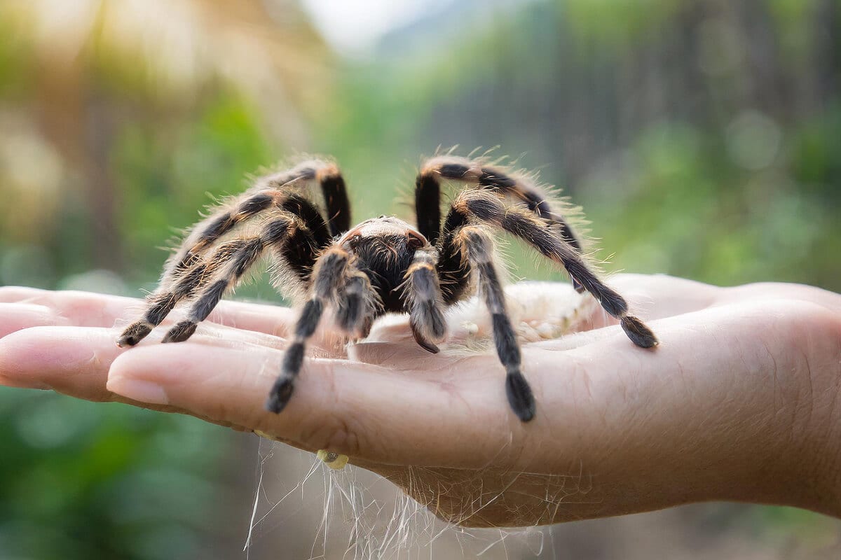 Professional Spider Eradication