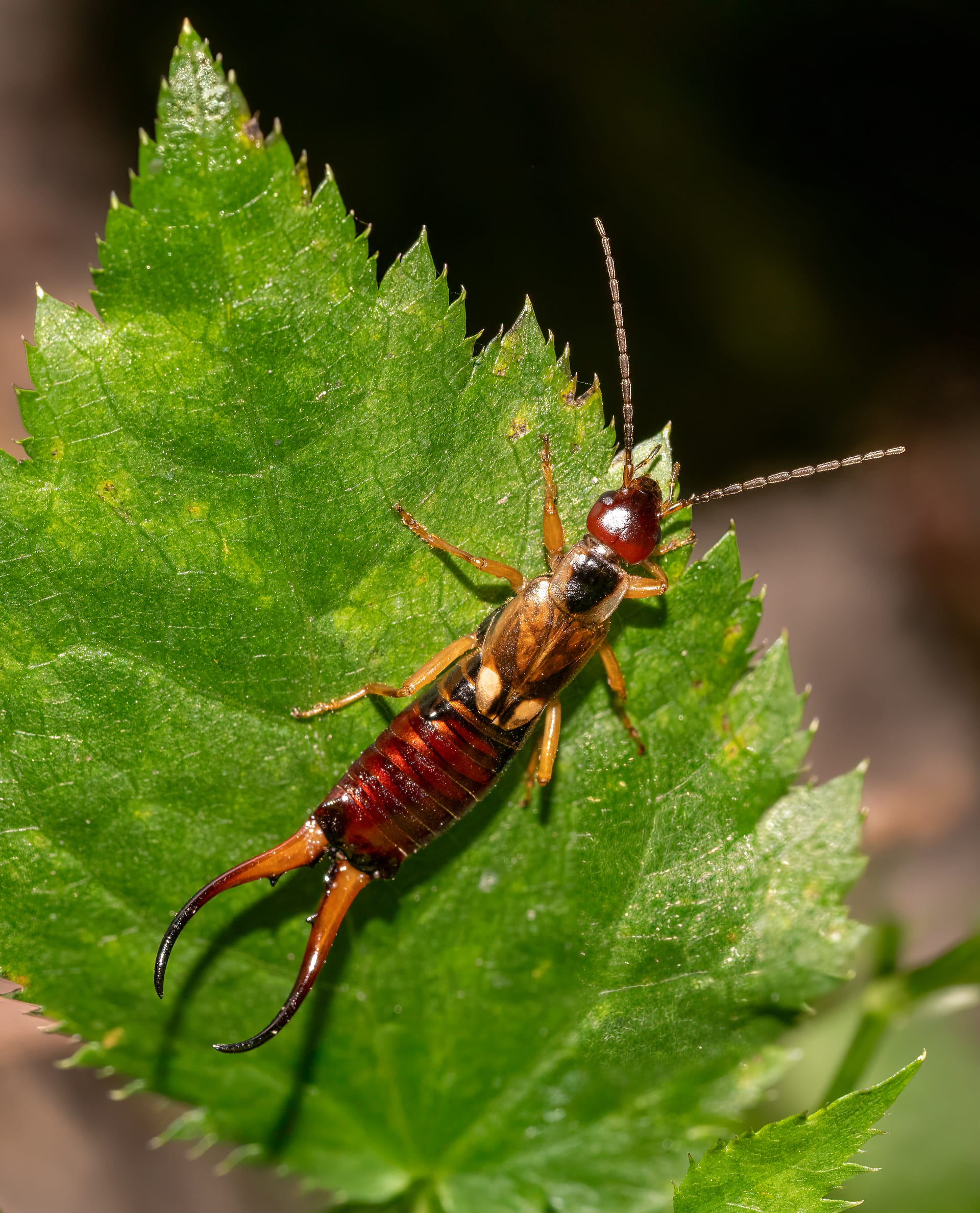 Earwigs Control