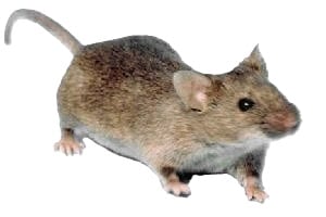 Mouse Harborage Inspection