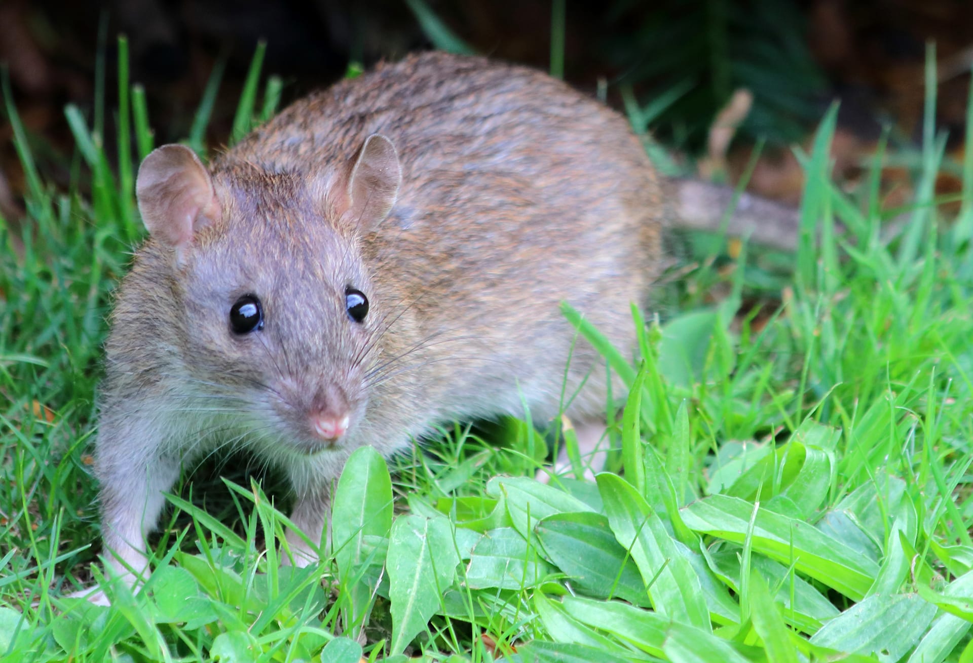 Rats Control London