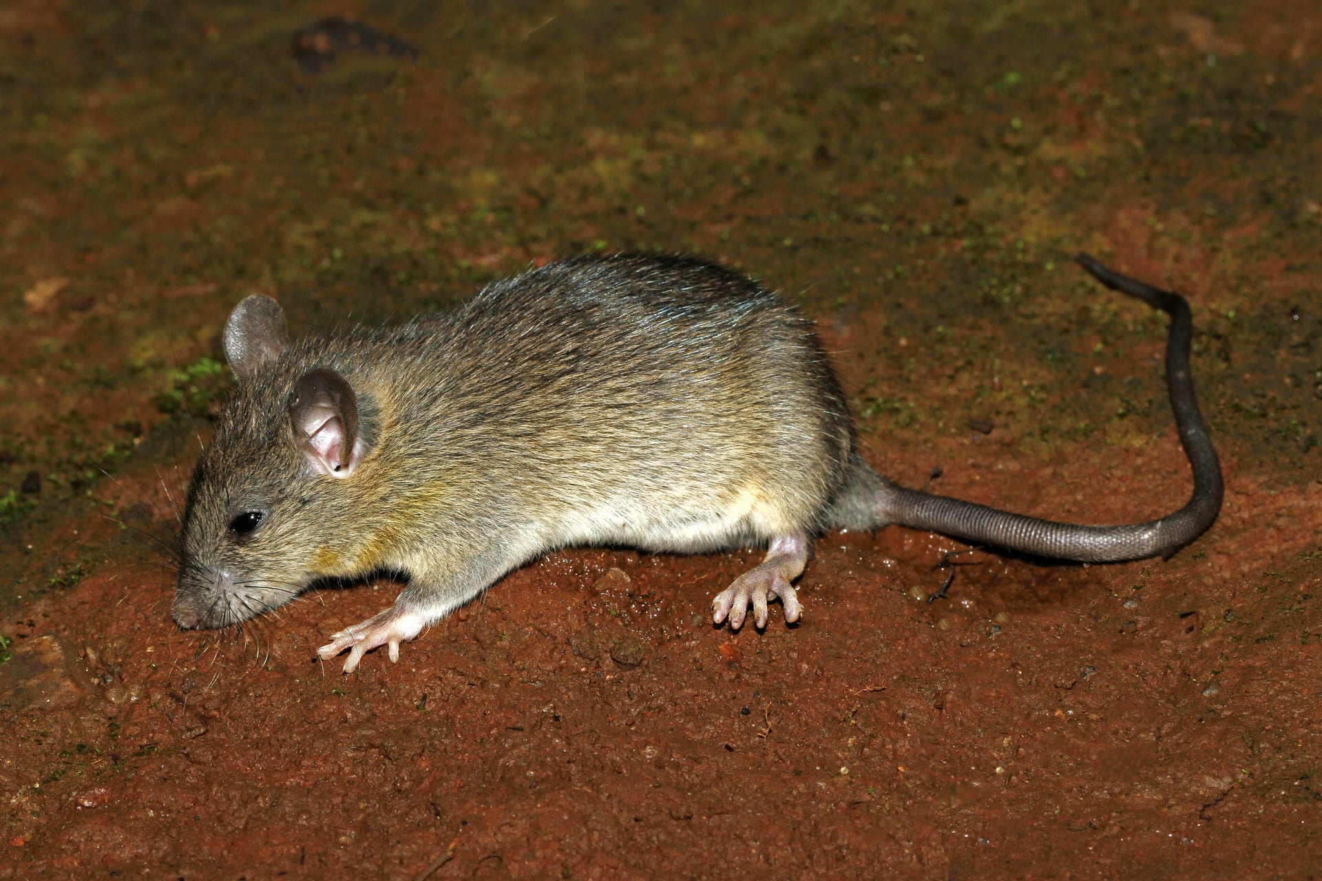 Rodent Damage and Entry Inspection