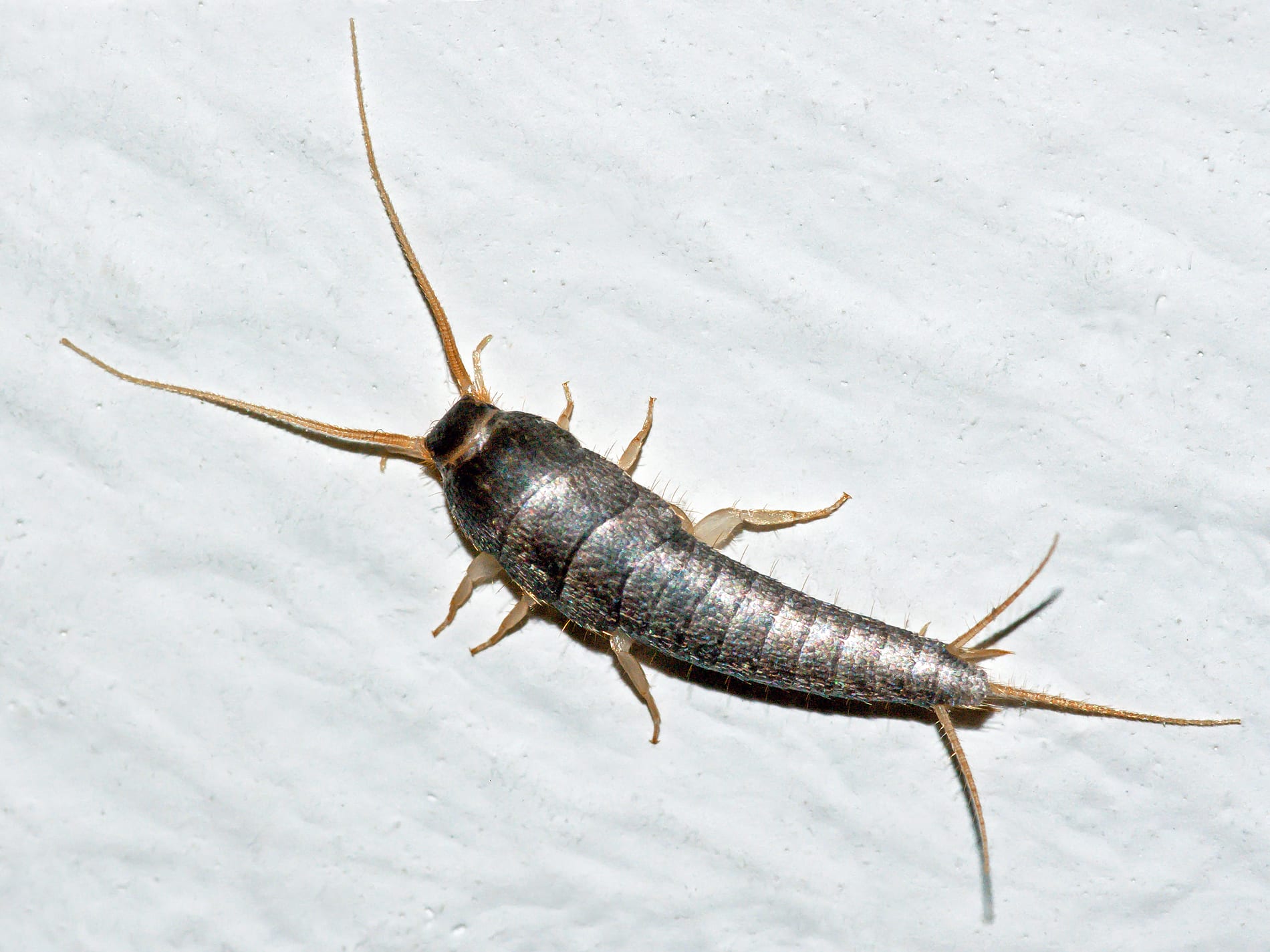 Silverfish Control