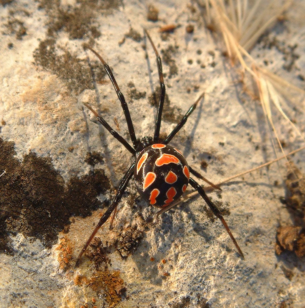 Spider Cobweb and Egg Cluster